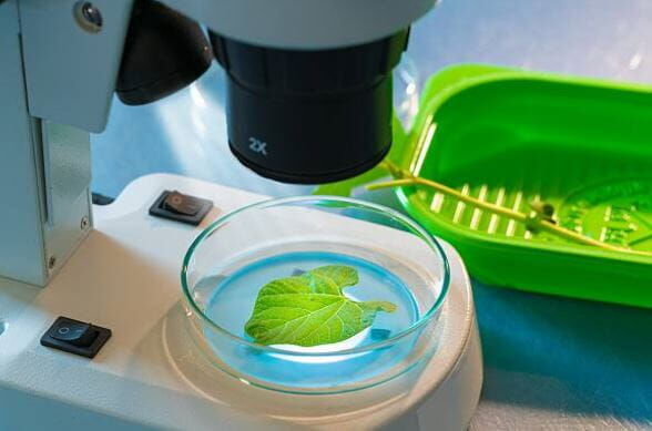Agro Smart Lab Soppsykdommer hos planter - testing av sykdomsfremkallende patogener