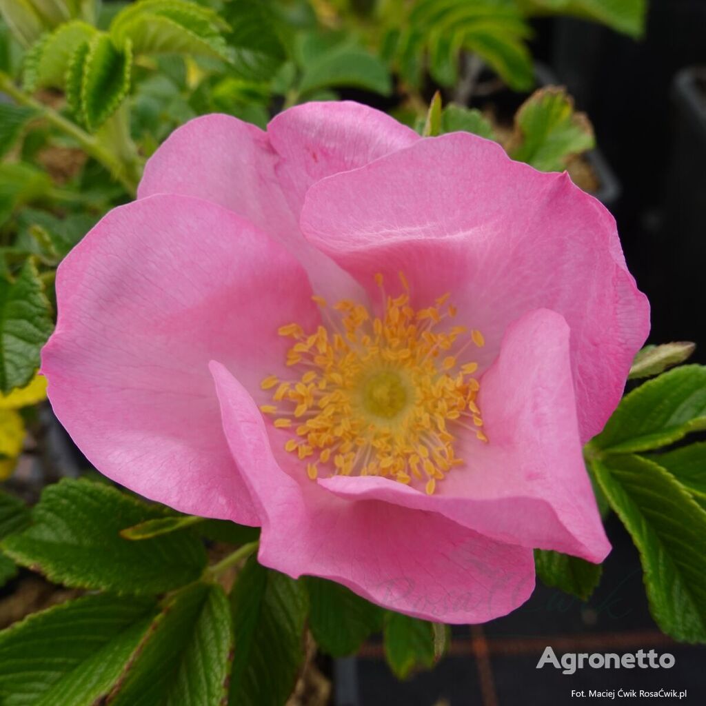 Dagmar Hastrup blomsterstikling